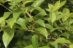 Rhamnus lanceolata