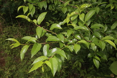 Rhamnus lanceolata