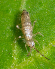 Willowsia nigromaculata