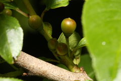 Rhamnus lanceolata