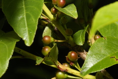 Rhamnus lanceolata