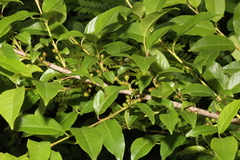 Rhamnus lanceolata