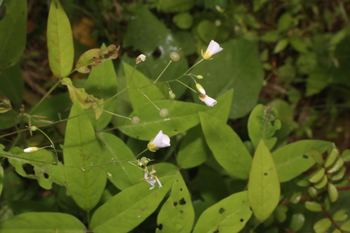 Image of White Bladderpod (Physaria pallida) by (c) Reid Hardin, some rights reserved (CC BY)