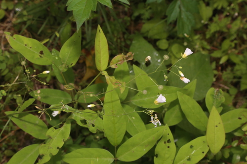 Image of White Bladderpod (Physaria pallida) by (c) Reid Hardin, some rights reserved (CC BY)