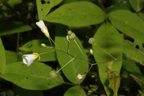 Image of Physaria pallida by (c) Reid Hardin, some rights reserved (CC BY)