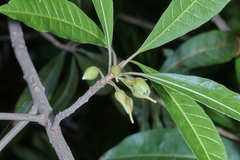 Pouteria campechiana