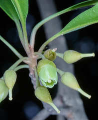 Pouteria campechiana