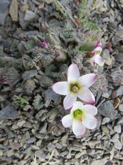 Nototriche obcuneata