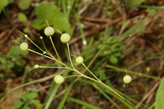 Physaria pallida