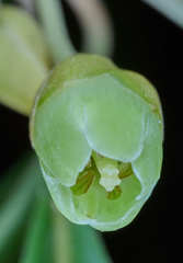 Pouteria campechiana