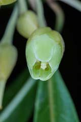 Pouteria campechiana