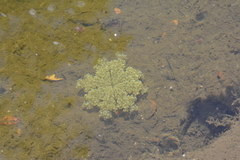 Cassiopea frondosa
