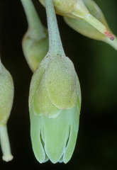 Pouteria campechiana