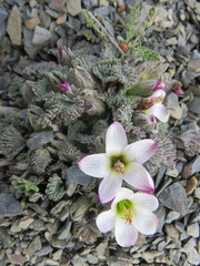 Nototriche obcuneata