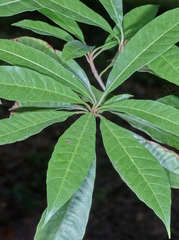 Pouteria campechiana