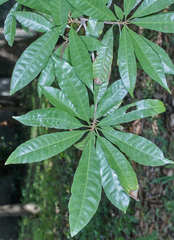 Pouteria campechiana