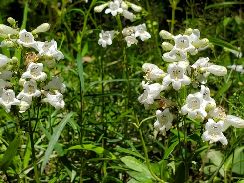Image of Penstemon alluviorum by (c) Samuel A Schmid, PhD, PWS, some rights reserved (CC BY)