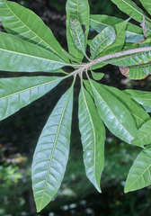 Pouteria campechiana