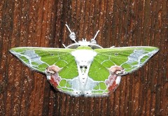 Protuliocnemis partita