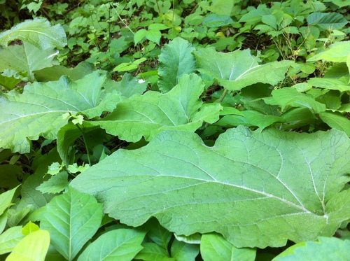 photo of Eastern Skunk Cabbage (Symplocarpus foetidus)