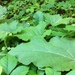 photo of Eastern Skunk Cabbage (Symplocarpus foetidus)