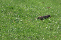 Sturnus vulgaris