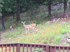 Odocoileus virginianus virginianus