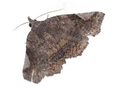 Pangrapta obscurata