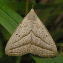Macrochilo absorptalis
