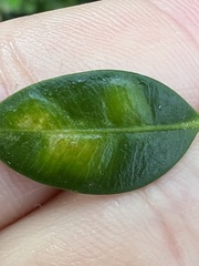 Monarthropalpus flavus