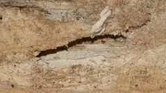 Odontotaenius disjunctus