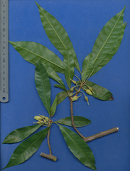 Pouteria campechiana