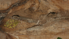 Odontotaenius disjunctus