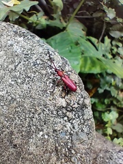 Pyrestes curticornis