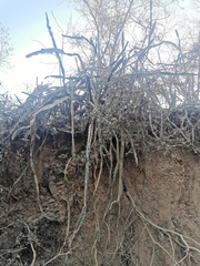 Acanthocereus tetragonus