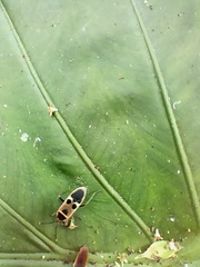 Physopelta gutta gutta