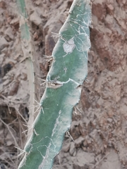 Acanthocereus tetragonus