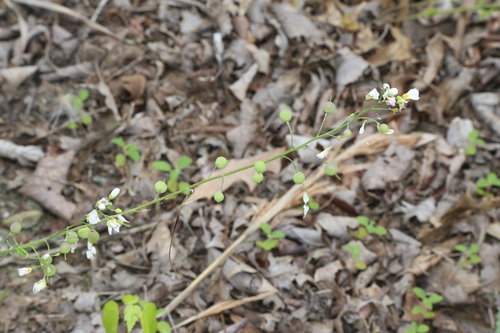 Image of White Bladderpod (Physaria pallida) by (c) Reid Hardin, some rights reserved (CC BY)