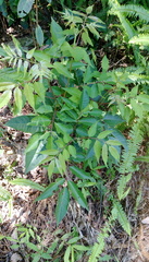Tetradium glabrifolium