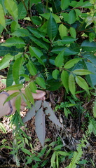 Tetradium glabrifolium