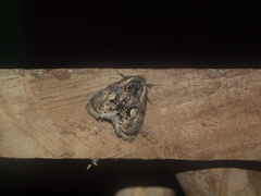 Lepidodes