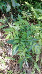 Tetradium glabrifolium