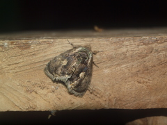 Lepidodes