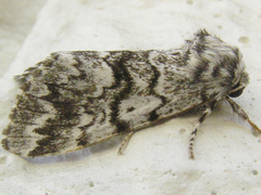 Panthea acronyctoides