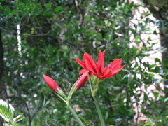 Hippeastrum aulicum