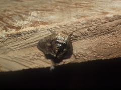 Lepidodes