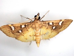 Cotachena histricalis
