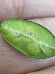 Monarthropalpus flavus