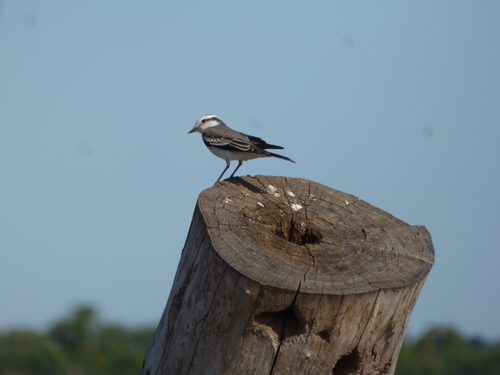 Black-crowned Monjita (Neoxolmis coronatus), photo 7