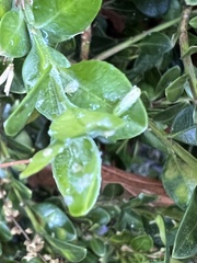 Monarthropalpus flavus